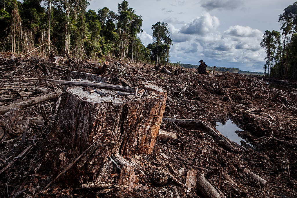 Pulpwood Concession PT AHL in Kalimantan. © Ulet  Ifansasti / Greenpeace