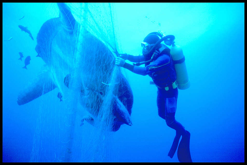 Diver Rescues Sunfish from Japanese Driftnet. © Greenpeace / Roger Grace