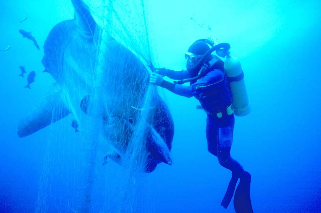 Diver Rescues Sunfish from Japanese Driftnet. © Greenpeace / Roger Grace Diver Rescues Sunfish from Japanese Driftnet. © Greenpeace / Roger Grace
