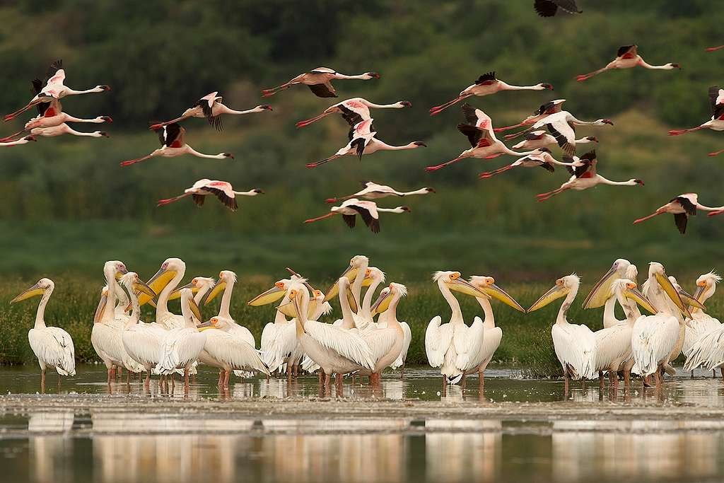 Wildlife in the Savanna in Tanzania. © Markus Mauthe / Greenpeace