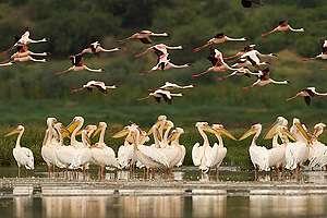 why can flamingos survive lake natron why can flamingos survive lake natron