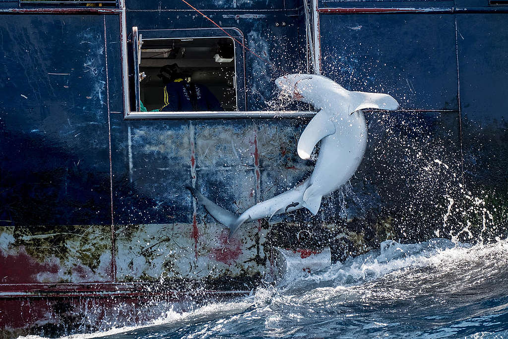 Spanish Longliner Pedra da Grelo in the Atlantic Ocean. © Tommy Trenchard / Greenpeace