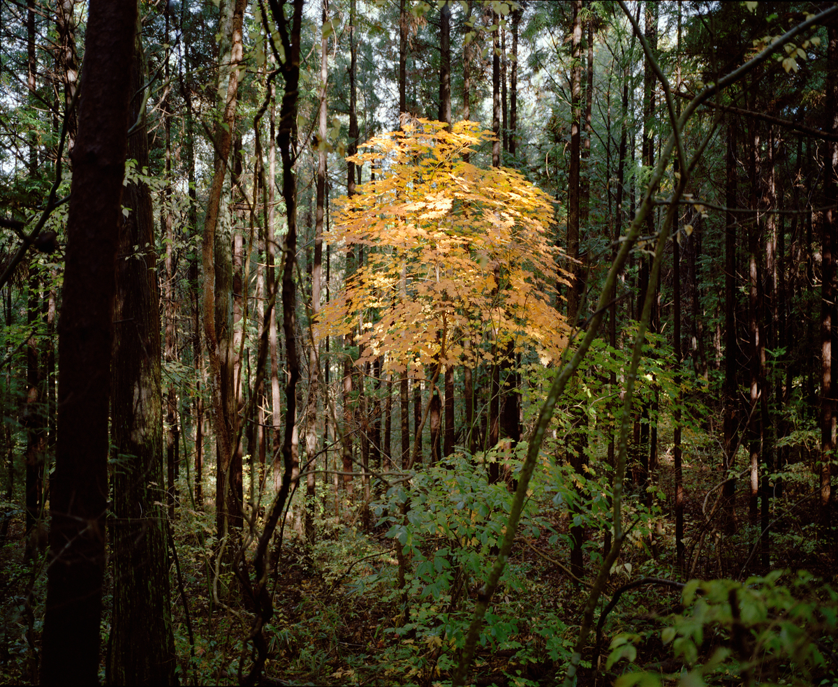 Contaminated Landscape in Namie District. © Robert Knoth / Greenpeace