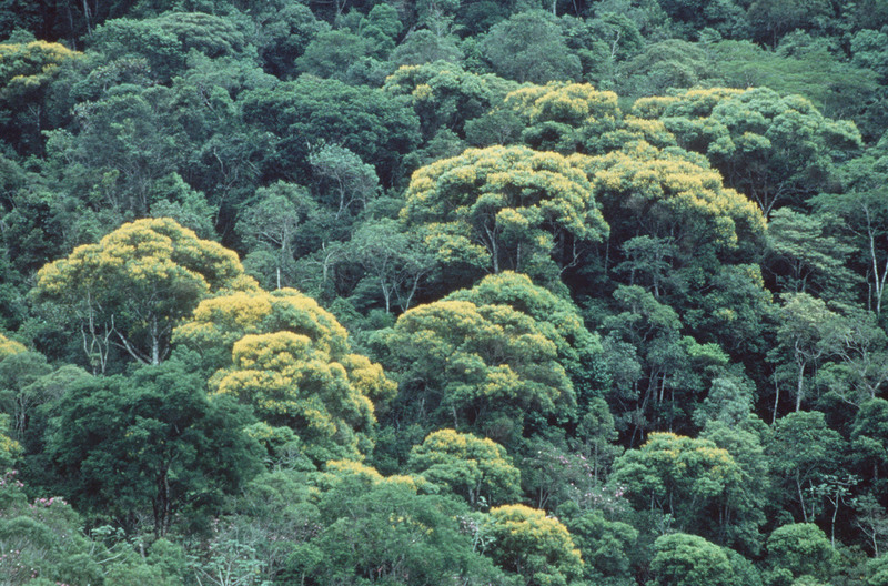 Tropical Rainforest in the Amazon. © Martin Wendler / Greenpeace