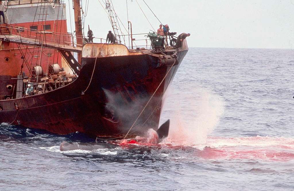 Soviet Whaling Tour in the North Pacific. © Greenpeace / Rex Weyler