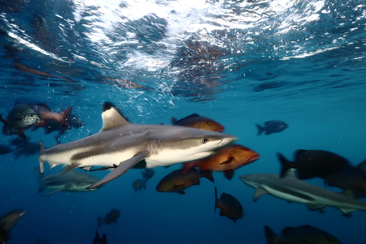 Black Tip Reef Sharks in Raja Ampat, Papua, Indonesia. © Paul Hilton / Greenpeace