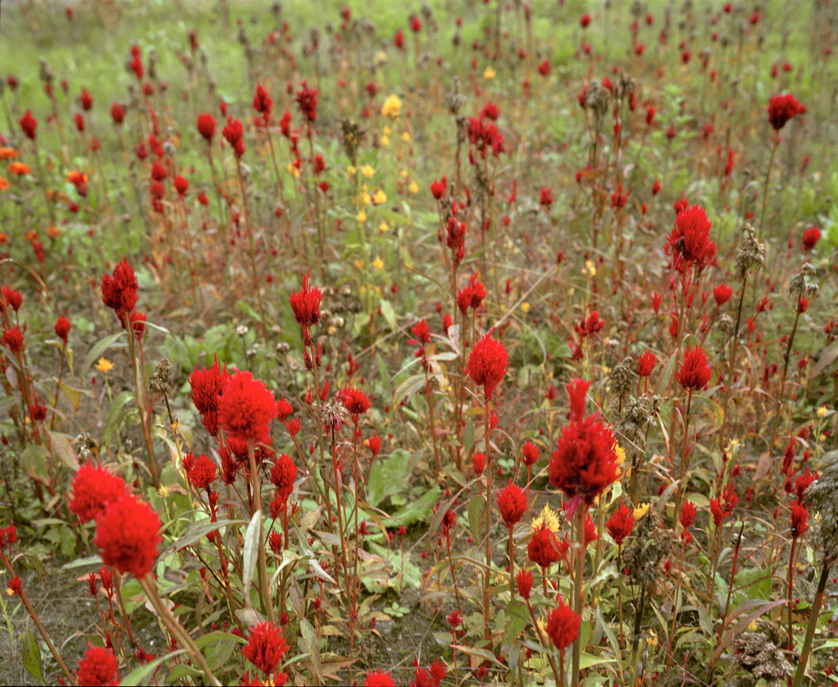 Flowers in Garden in Iitoi. © Robert Knoth / Greenpeace