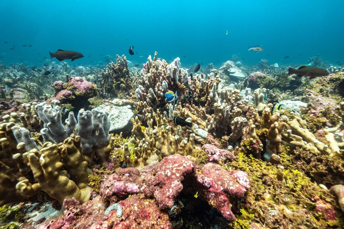 Corals at Saya De Malha Bank in the Indian Ocean. © Tommy Trenchard / Greenpeace