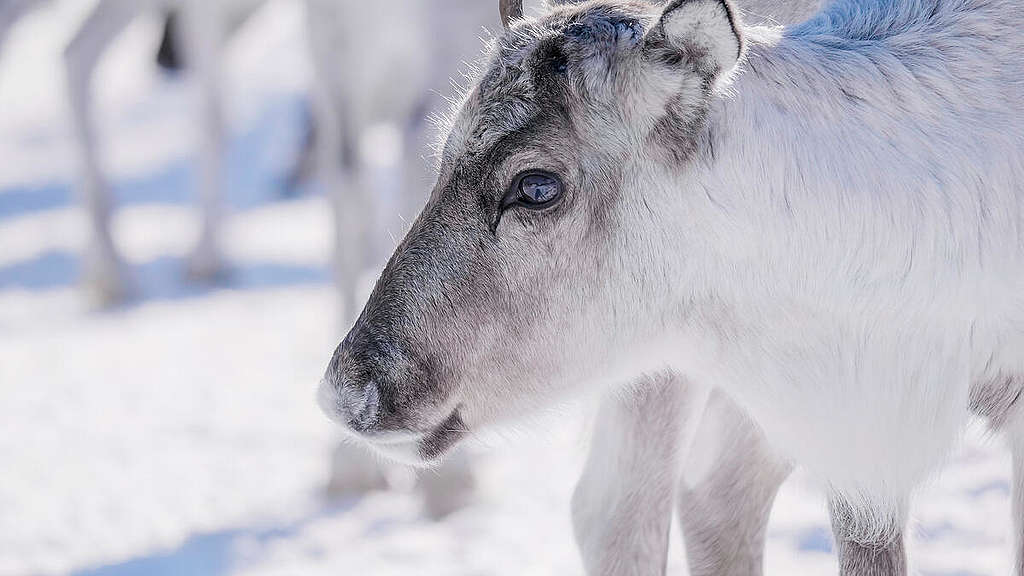 Forest and reindeer documentation in Muonio. © Rasmus Törnqvist / Greenpeace