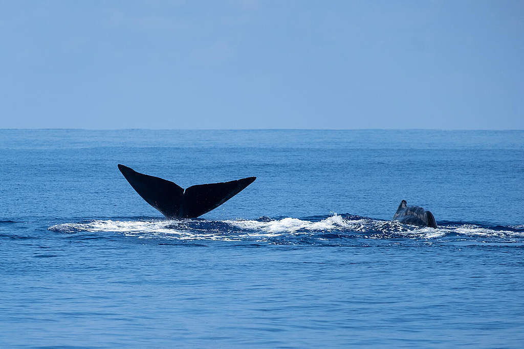 Sperm Whale in the Indian Ocean. © Tommy Trenchard / Greenpeace