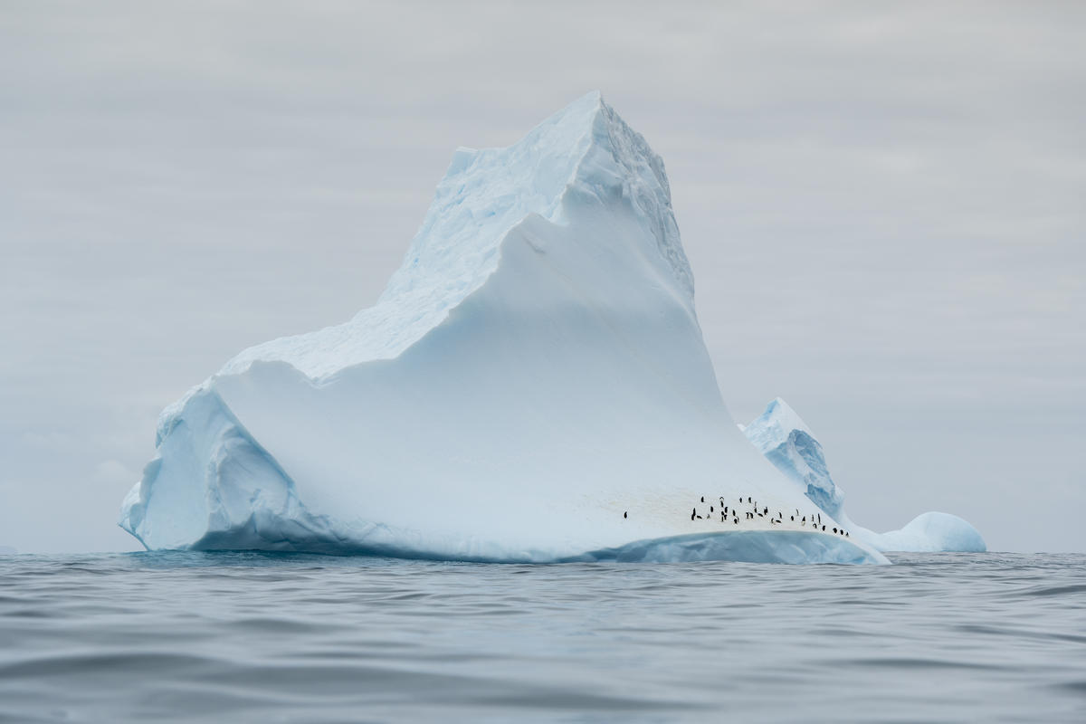 Chinstrap Penguins in Antarctica, © Christian Åslund / Greenpeace