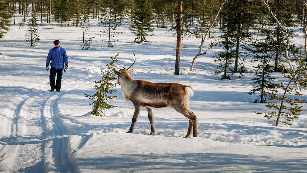 Forest and reindeer documentation in Muonio. © Rasmus Törnqvist / Greenpeace