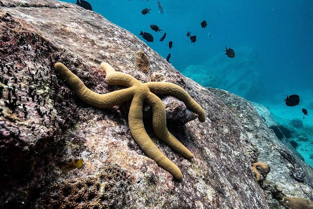 Starfish in the Seychelles. © Tommy Trenchard / Greenpeace