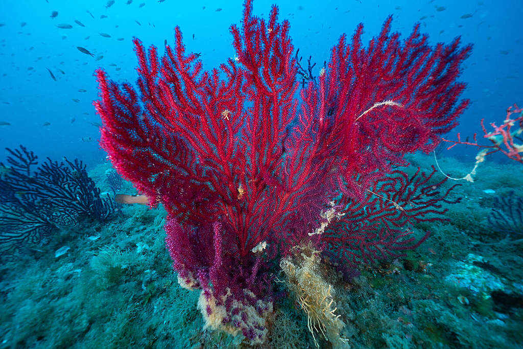 Corals in Portofino. © Alessandro Beltrame / Greenpeace