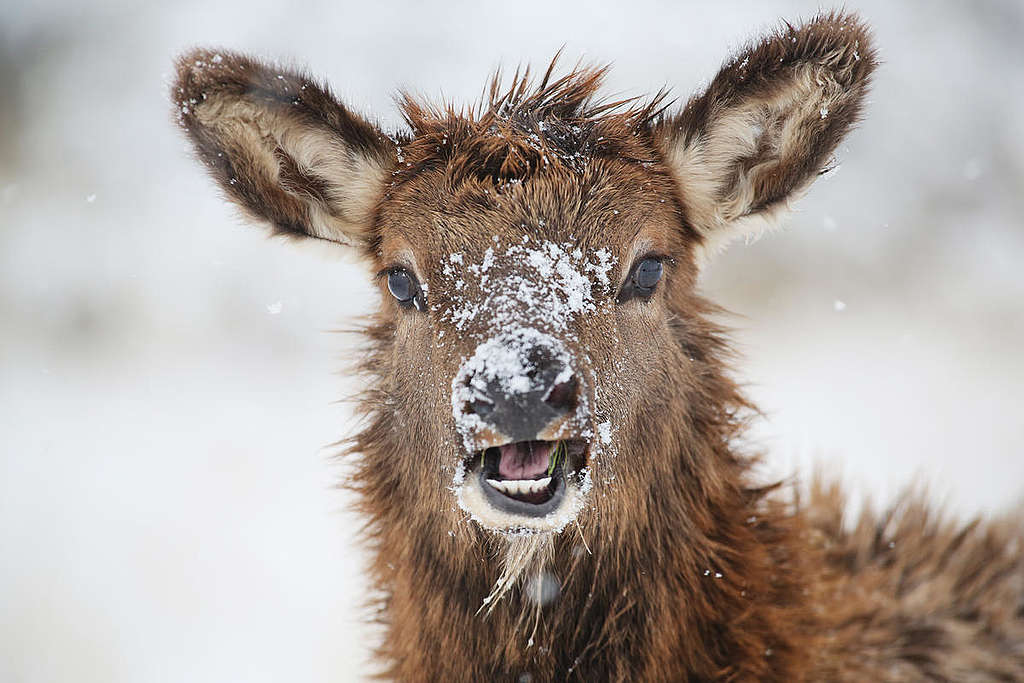 Elk in Yellowstone National Park. © Hyungwon Kang / Greenpeace