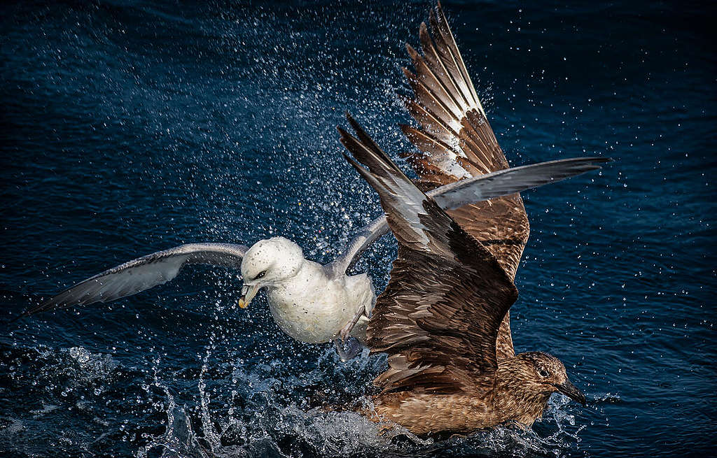 Great Skua and Fulmar in the North Sea. © Marten  van Dijl / Greenpeace