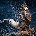 Great Skua and Fulmar in the North Sea. © Marten van Dijl / Greenpeace