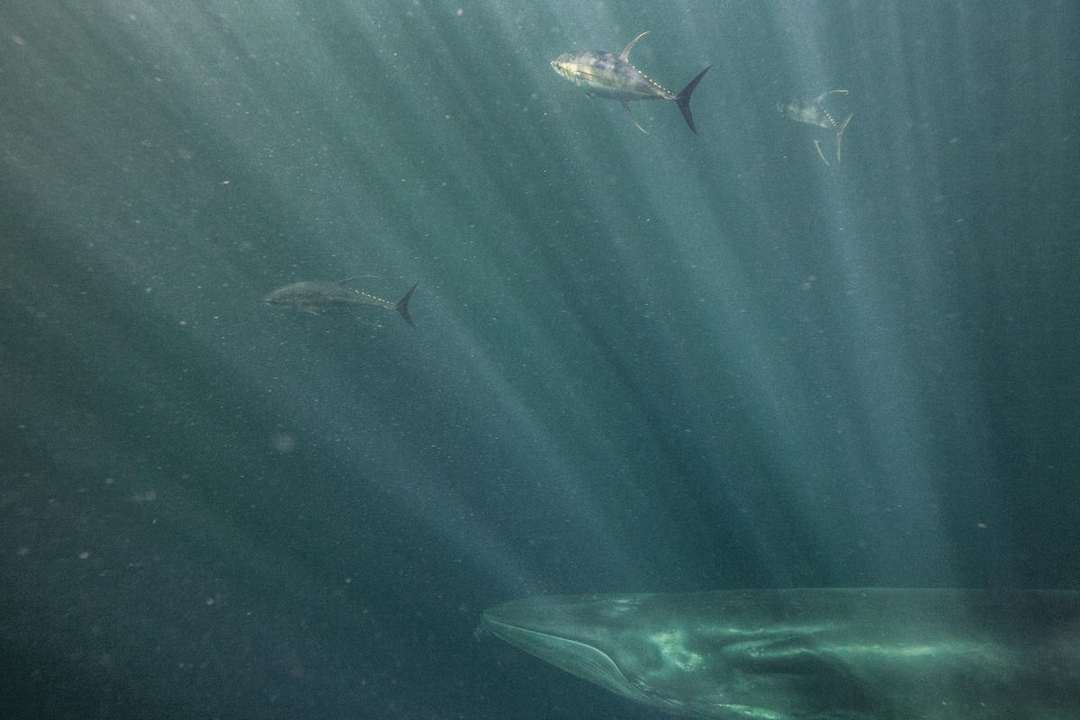 Bryde's Whale in the Amazon Reef, © Pierre Baelen / Greenpeace