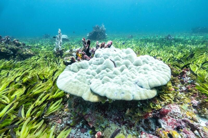 Seagrass Meadows on the Ocean Floor