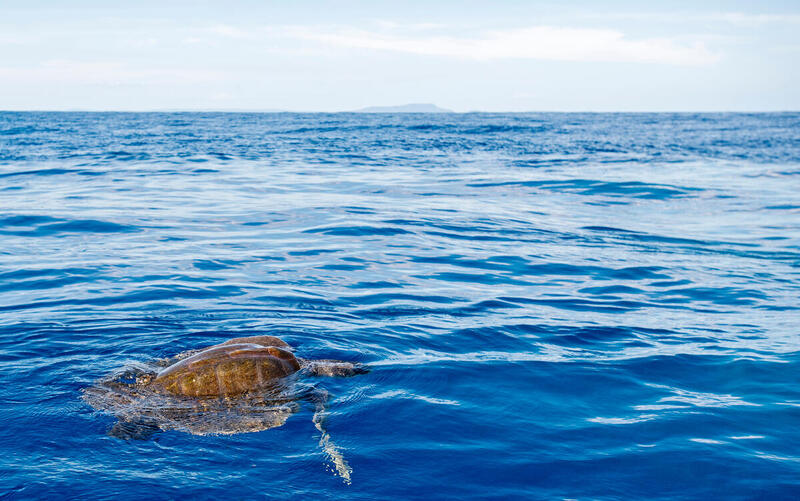 Olive Ridley Sea Turtle in the Pacific