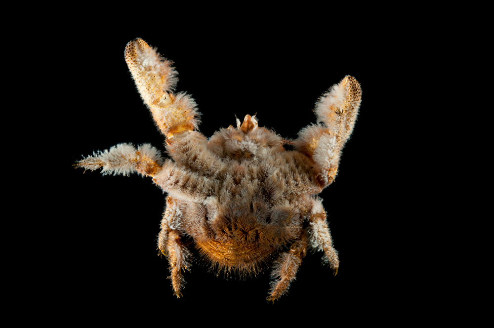 ⓒDavid Shale/naturepl.com
