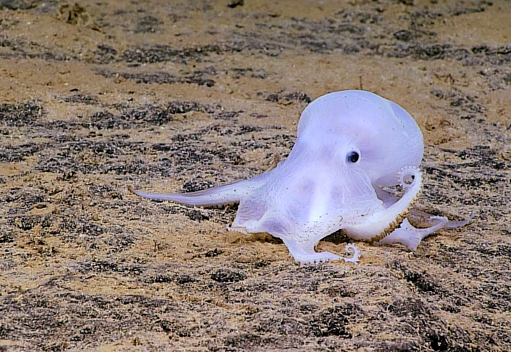 ⓒNOAA Public Domain