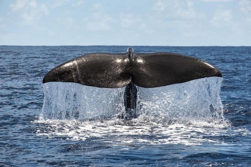 A sperm whale dives on the edge of the Saya de Malha Bank in the Indian Ocean. © Tommy Trenchard / Greenpeace