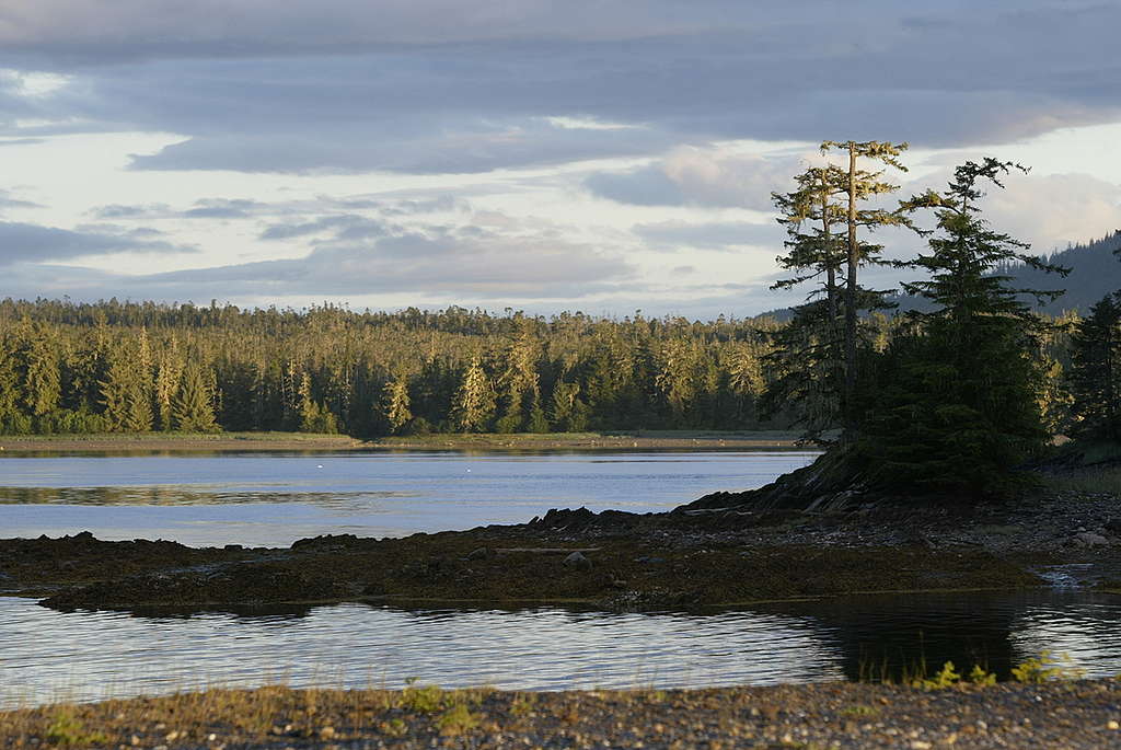 Tongass Coastal Scene. © Greenpeace / Dang Ngo