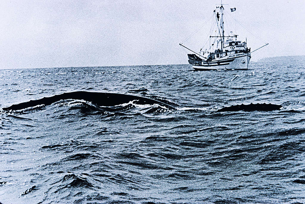 Grey Whales in North Pacific. © Greenpeace / Rex Weyler