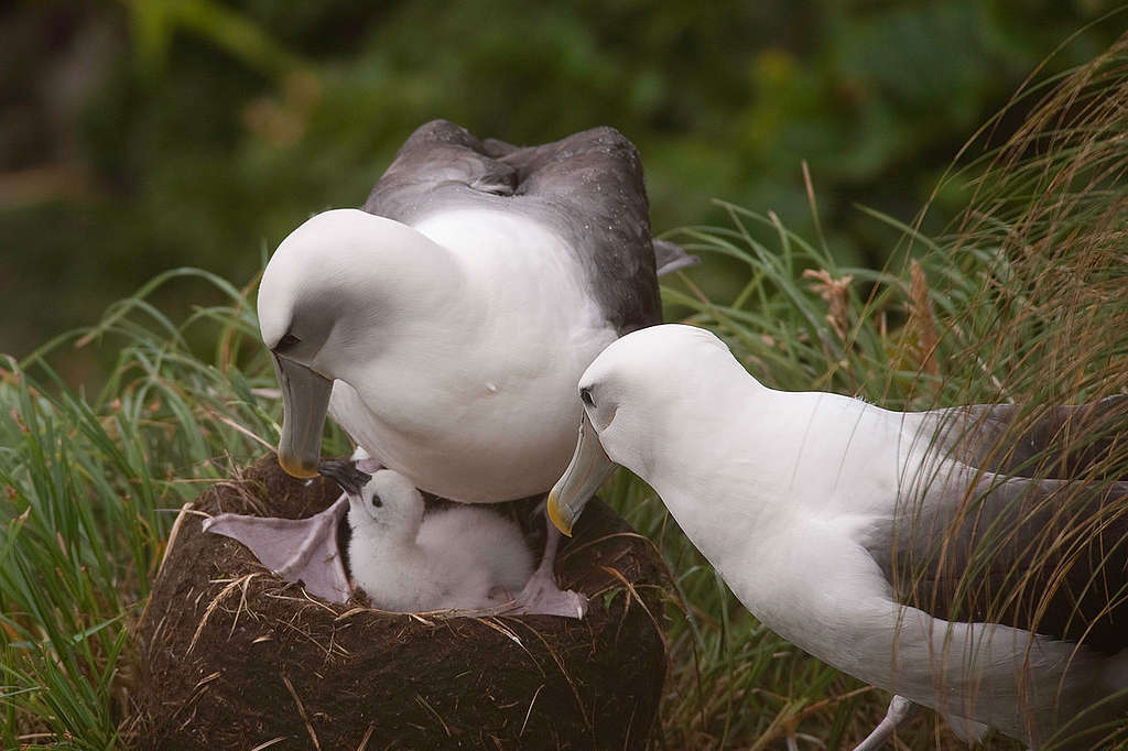 Albatrosses in New Zealand. © Greenpeace / Dave Hansford