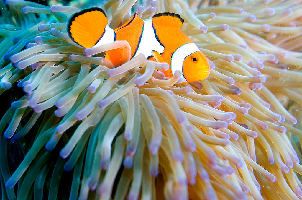 Clown Fish in the Pacific Ocean. © Greenpeace / Paul Hilton