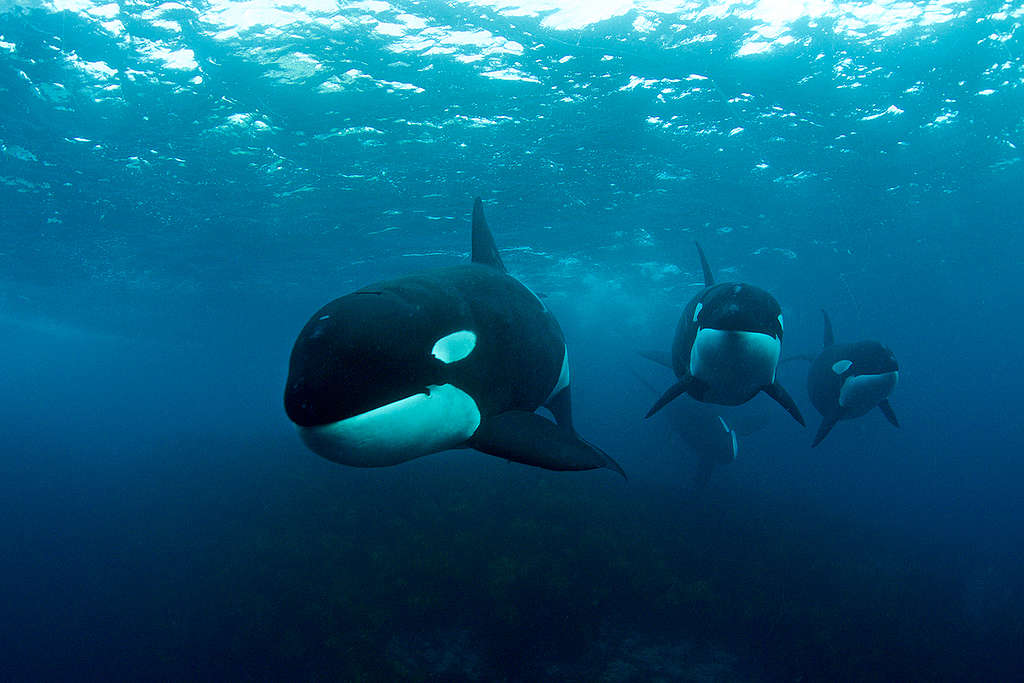 Orca Whales off North Island, New Zealand. © Robert Marc Lehmann / Greenpeace