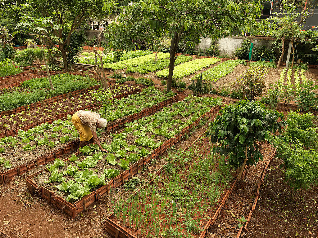 'Cities without Hunger' Project in Sao Paulo. © Peter Caton / Greenpeace