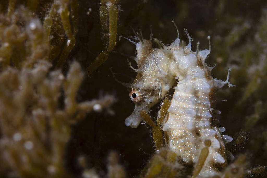 Short-head Seahorse in the Great Australian Bight. © Richard Robinson / Greenpeace