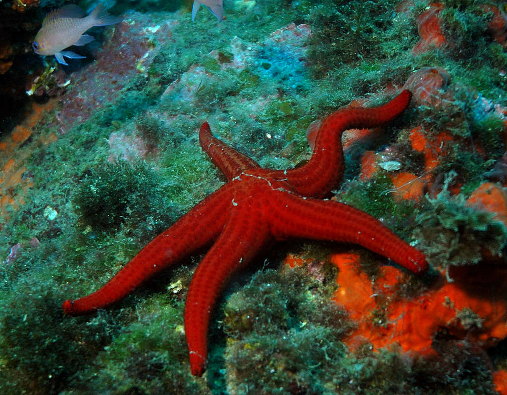 Starfish - Mediterranean 2006. © Greenpeace / Roger Grace