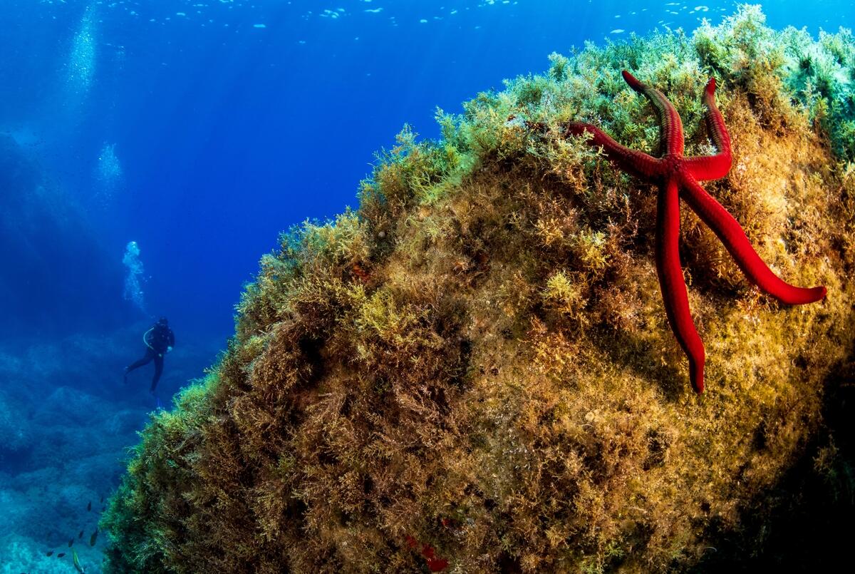 Underwater Sea Temperature Monitoring Station in Sardinia. © Greenpeace / Lorenzo Moscia