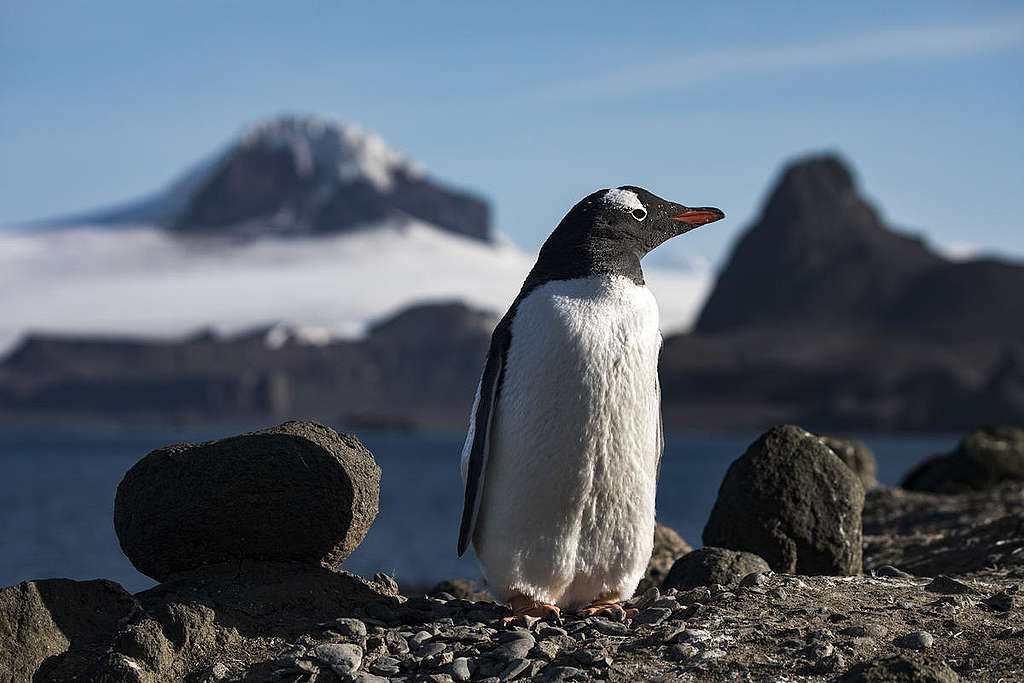 Gentoo penguins on Barrientos Island in Antarctica. © Andrew McConnell / Greenpeace