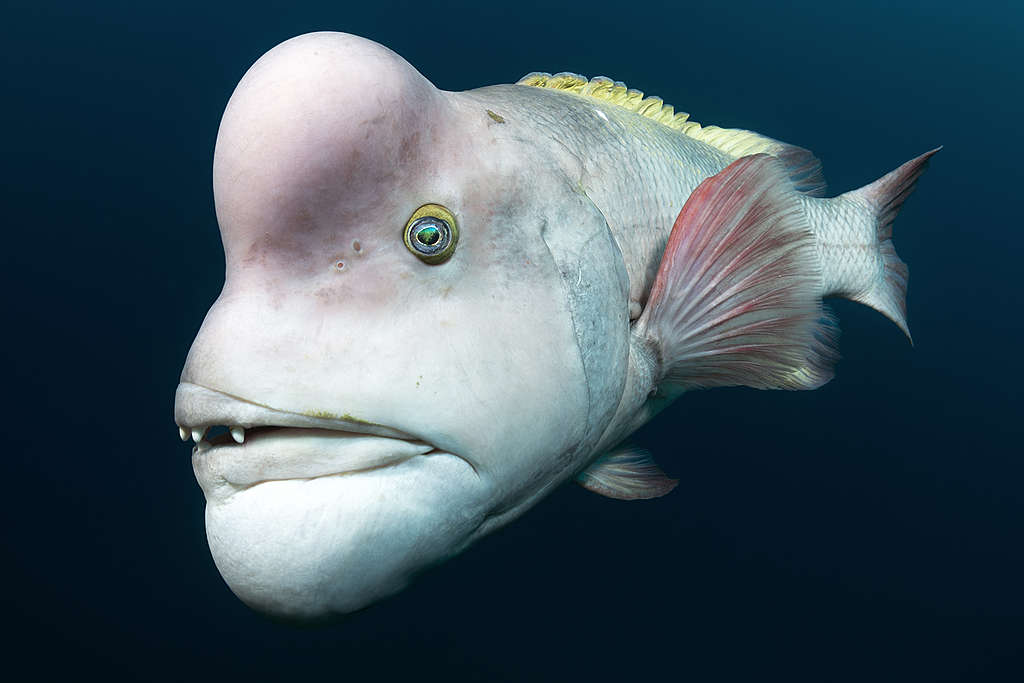 Asian sheepshead wrasse (Semicossyphus reticulatus) mature male in breeding colouration.  Niigata, Japan. © Tony Wu / naturepl.com