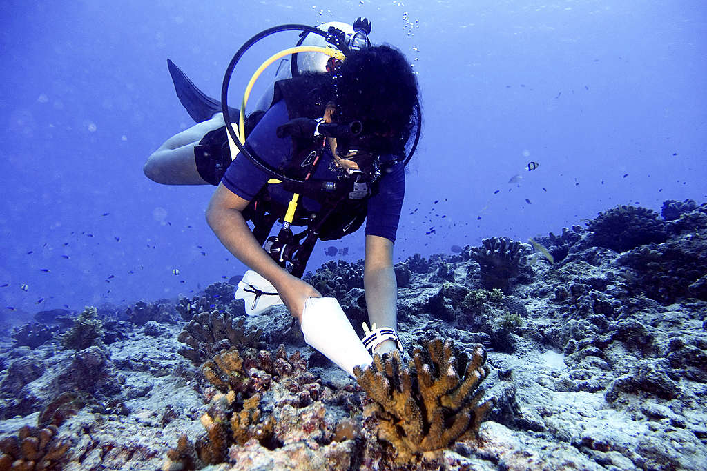 Athina planting a nursery grown coral at a degraded site within the Cousin Island MPA. © Roshni Yathiraj © Roshni Yathiraj Athina planting a nursery grown coral at a degraded site within the Cousin Island MPA. © Roshni Yathiraj © Roshni Yathiraj