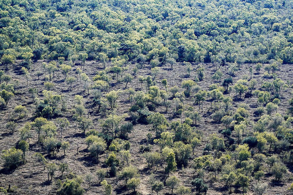 Progression of deforestation in Chaco province of Argentina. ©Alejandro Espeche / Greenpeace