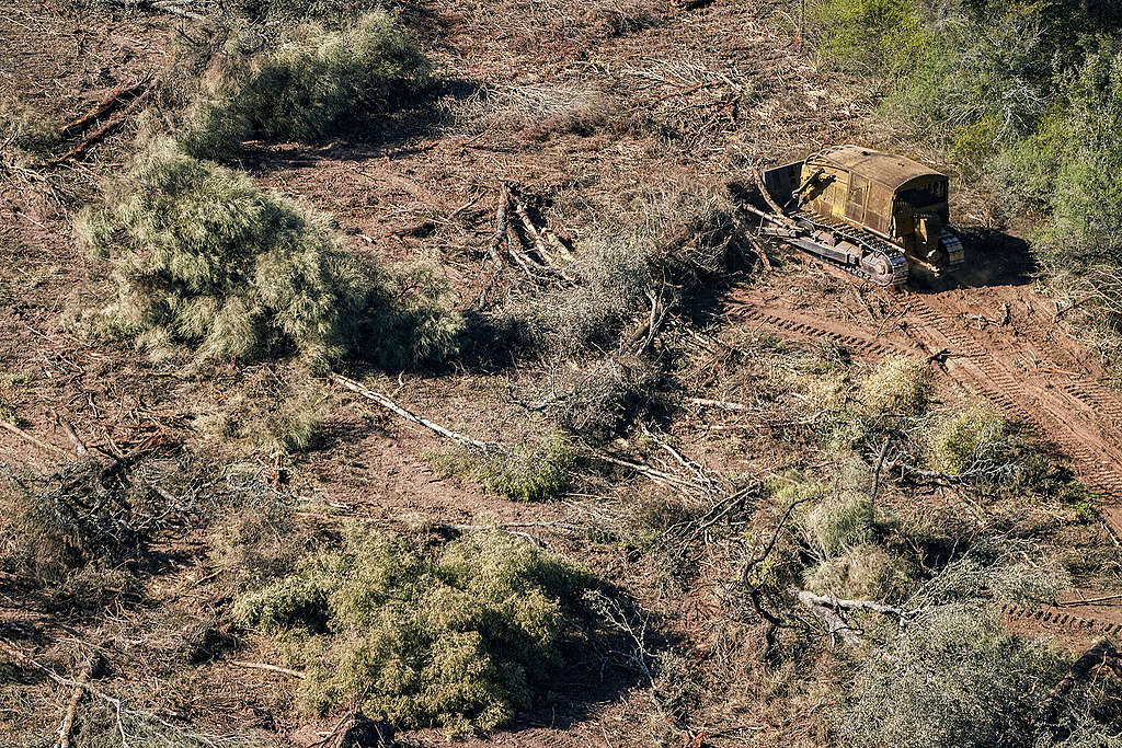 Cut down trees and branches next to a bulldozer in Chaco province of Argentina © Alejandro Espeche / Greenpeace