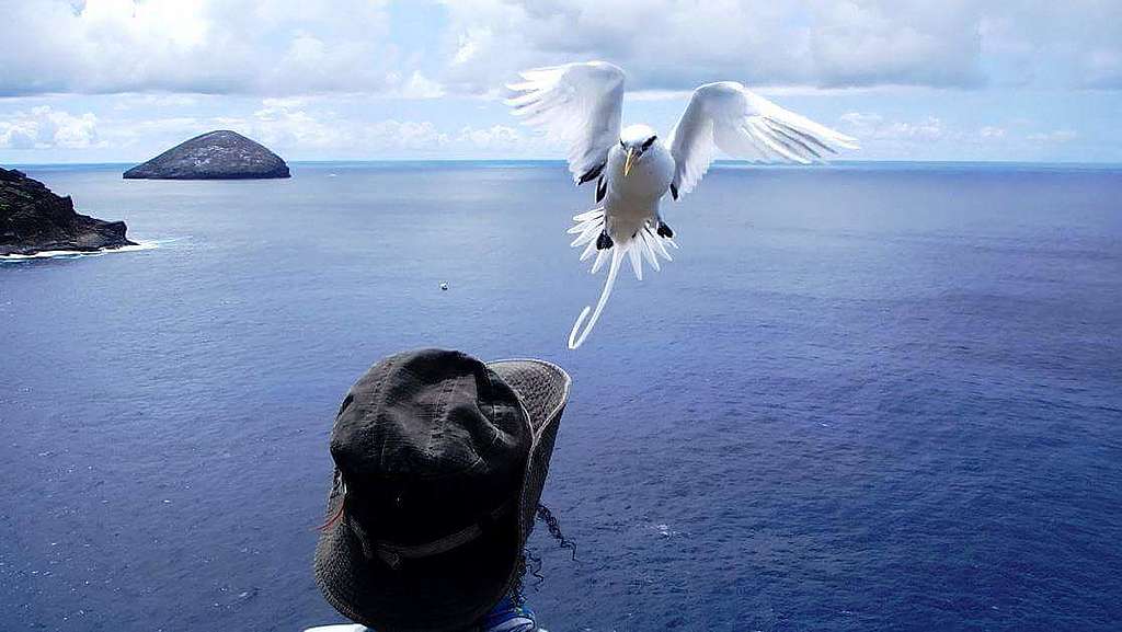 White tailed tropicbird and Aurelie lock eyes ©Aurelie Hector