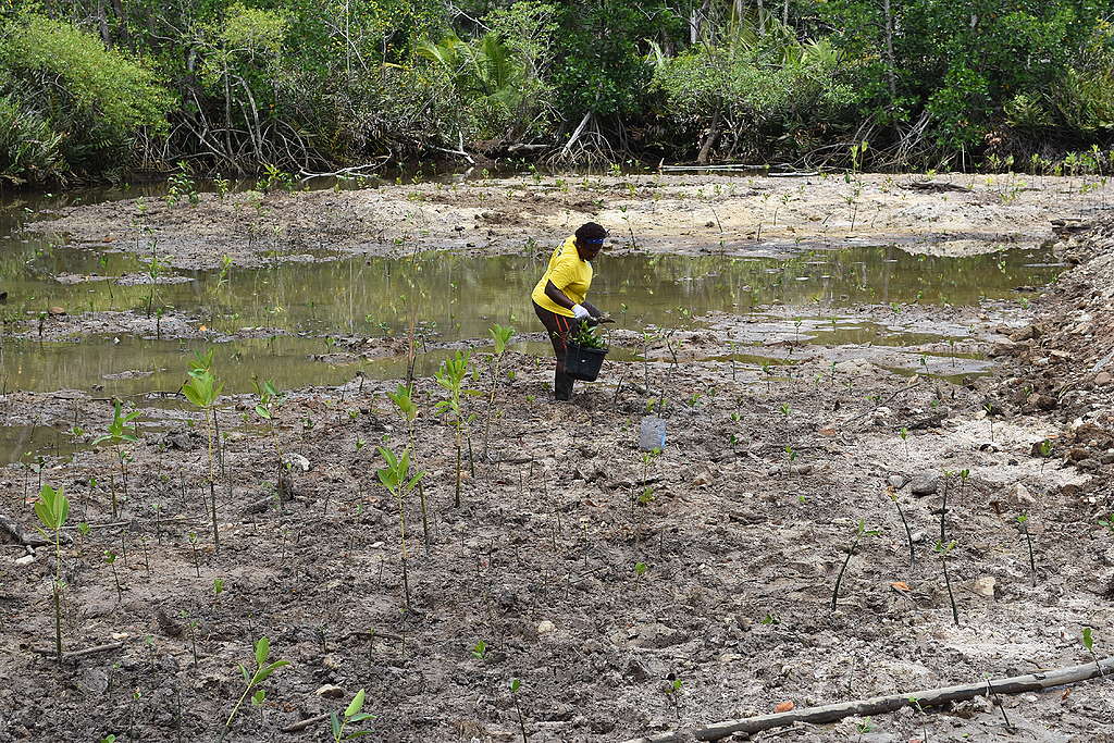 Seedlings being planted © EBA project Seychelles Seedlings being planted © EBA project Seychelles