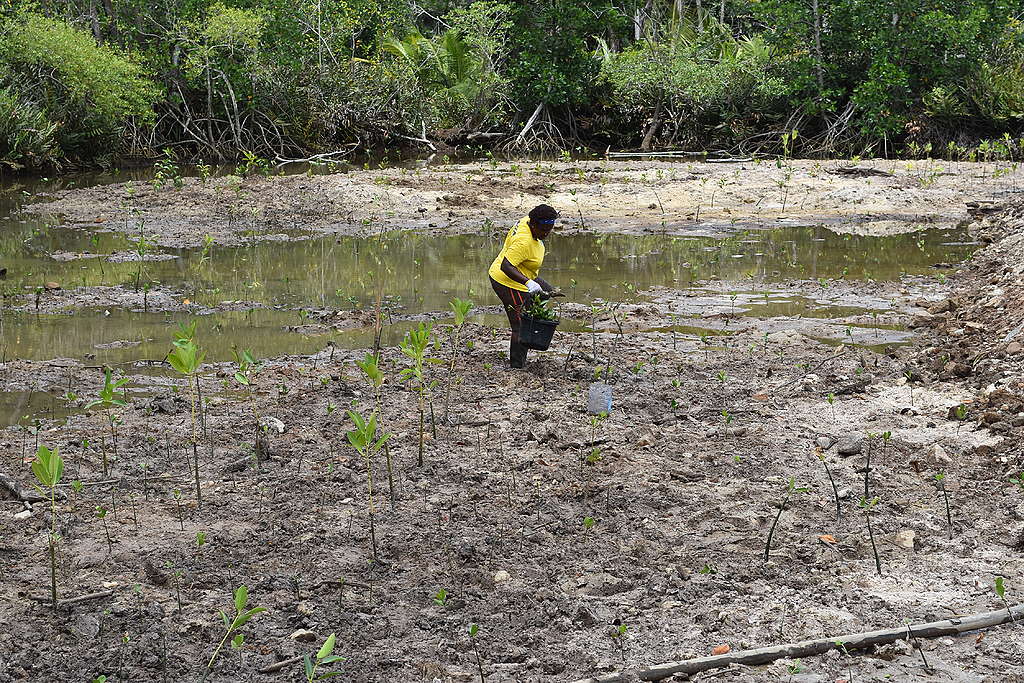 Seedlings being planted © EBA project Seychelles