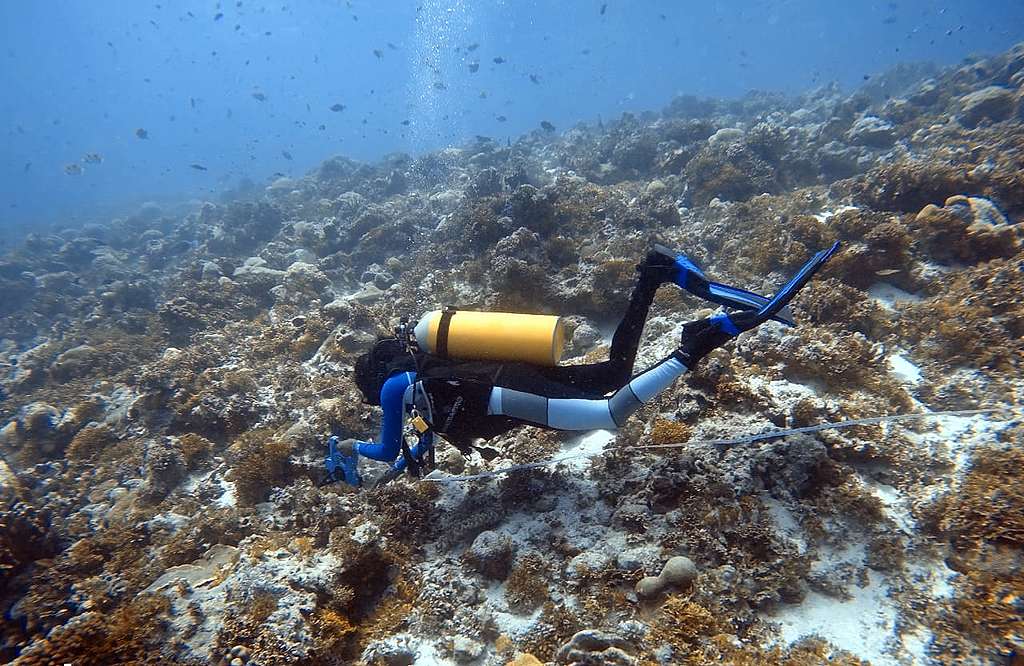 Emma Mederic, a Seychellois conservationist takes a dive. © Emma Mederic Emma Mederic, a Seychellois conservationist takes a dive. © Emma Mederic