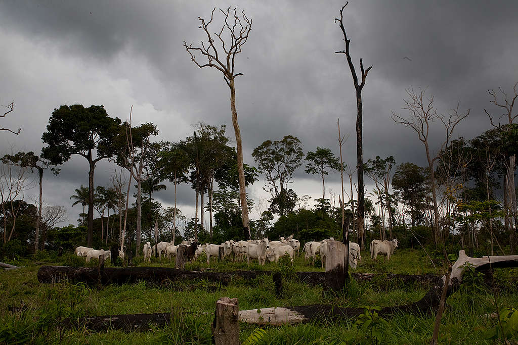 Cattle Ranching in Brazil. © Ricardo Funari / Lineair / Greenpeace