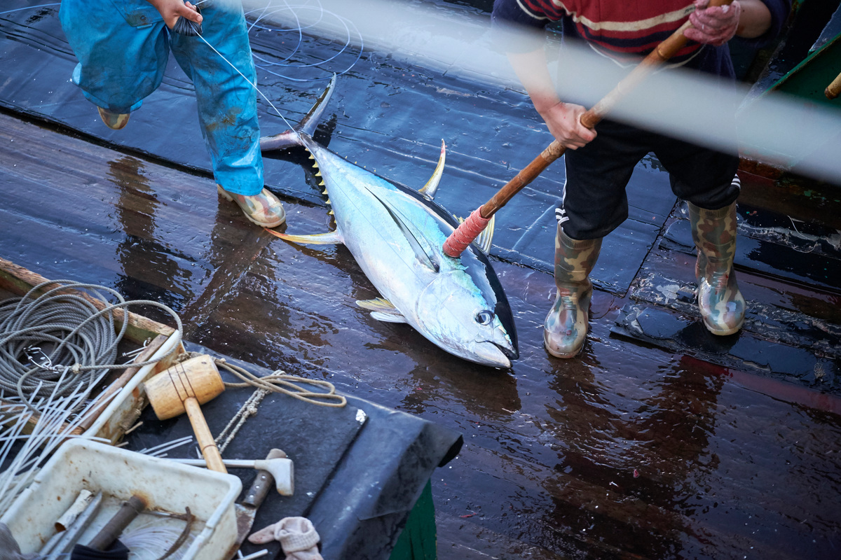Dead Tuna on Longline Fishing Vessel in the Pacific Ocean. © Mark Smith / Greenpeace