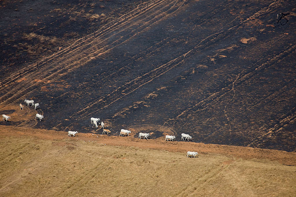 Cattle Grazing in the Amazon. © Greenpeace / Daniel Beltrá