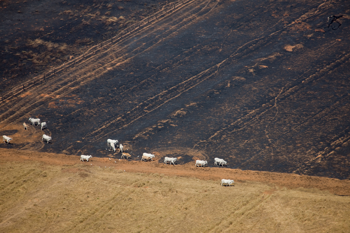 Cattle Grazing in the Amazon. © Greenpeace / Daniel Beltrá
