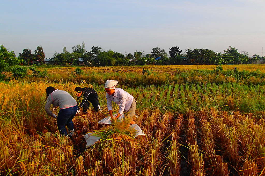 Three people working in a rice field